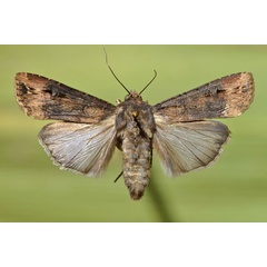 /filer/webapps/moths/media/images/I/ipsilon_Agrotis_AF_Butler.jpg
