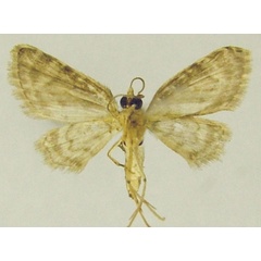 /filer/webapps/moths/media/images/S/sierraria_Chloroclystis_AM_ZSMb.jpg