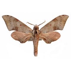 /filer/webapps/moths/media/images/C/compar_Neopolyptychus_AM_Basquin.jpg