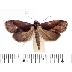 /filer/webapps/moths/media/images/R/rectalis_Arsacia_A_BMNH_03.jpg