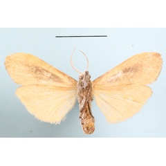 /filer/webapps/moths/media/images/M/makomensis_Archithosia_AF_MGCLb_02.JPG