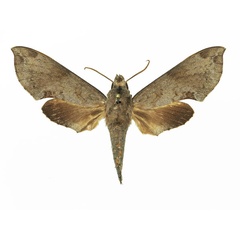 /filer/webapps/moths/media/images/L/livida_Temnora_AF_Basquina.jpg