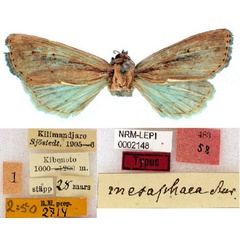/filer/webapps/moths/media/images/M/mesophaea_Conicofrontia_HT_SNHM.jpg