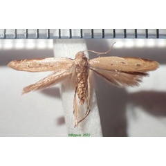 /filer/webapps/moths/media/images/S/safranella_Mesophleps_AF_Bippus_02.jpg