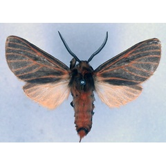 /filer/webapps/moths/media/images/P/panyamana_Metarctia_HT_BMNH_01.jpg