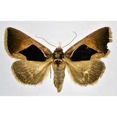 /filer/webapps/moths/media/images/E/embolophora_Fodina_A_NHMO.jpg