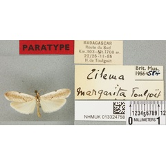/filer/webapps/moths/media/images/M/margarita_Eilema_PTM_BMNH_02a.jpg