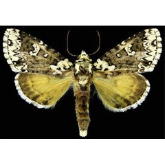 /filer/webapps/moths/media/images/U/umay_Butleronia_PTF_CESA.jpg
