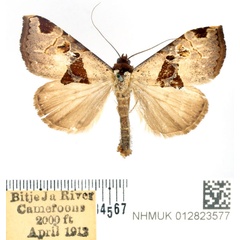 /filer/webapps/moths/media/images/A/argyrosema_Marcipa_AF_BMNH.jpg