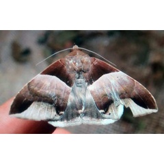 /filer/webapps/moths/media/images/E/echo_Achaea_A_Pasquasy_02.jpg