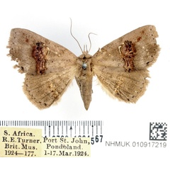 /filer/webapps/moths/media/images/C/crassisquama_Bonaberiana_AF_BMNH.jpg