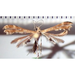 /filer/webapps/moths/media/images/A/anisodactylus_Sphenarches_A_Bippus_03.jpg
