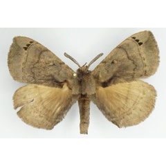 /filer/webapps/moths/media/images/N/nigromaculata_Poloma_AM_Stroehle.jpg