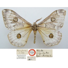 /filer/webapps/moths/media/images/A/angulata_Usta_STM_NHMUKa.jpg