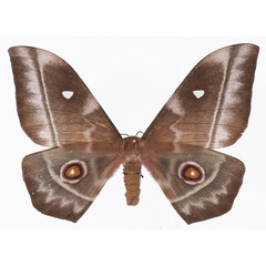 /filer/webapps/moths/media/images/O/obscura_Imbrasia_AF_Basquin_03.jpg