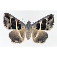 /filer/webapps/moths/media/images/E/exclusiva_Grammodes_AF_TMSA_02.jpg