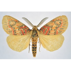 /filer/webapps/moths/media/images/A/acrisia_Euproctoides_AM_NHMO.jpg