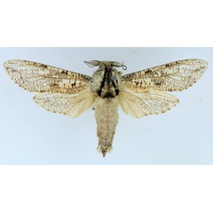 /filer/webapps/moths/media/images/C/capensis_Strigocossus_AM_TMSA_01.jpg