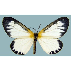 /filer/webapps/moths/media/images/V/variegata_Aletis_AM_ZSMa.jpg