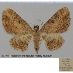 /filer/webapps/moths/media/images/C/connexa_Eupithecia_AF_BMNH.jpg
