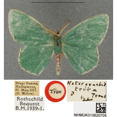 /filer/webapps/moths/media/images/T/trita_Heterorachis_HT_BMNHa.jpg