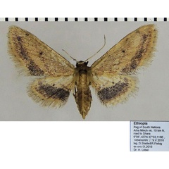 /filer/webapps/moths/media/images/T/tornivestis_Idaea_AF_ZSM.jpg