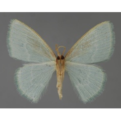 /filer/webapps/moths/media/images/C/capensis_Comostolopsis_A_ZSM_02.jpg