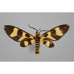 /filer/webapps/moths/media/images/B/bifasciata_Pseudonaclia_A_BMNH_01.jpg