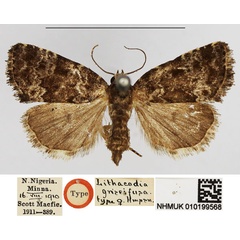 /filer/webapps/moths/media/images/G/griseifusa_Lithacodia_HT_NHMUK.jpg