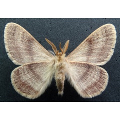 /filer/webapps/moths/media/images/D/devylderi_Trichophiala_AM_MHNGb.jpg