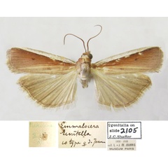 /filer/webapps/moths/media/images/U/unitella_Emmalocera_PTF_MNHN.jpg