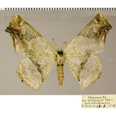 /filer/webapps/moths/media/images/O/oxygonia_Leptocolpia_AF_ZSM.jpg