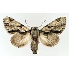 /filer/webapps/moths/media/images/F/fractilinea_Thiacidas_AF_TMSA_02.jpg