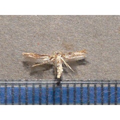 /filer/webapps/moths/media/images/A/auriferella_Stathmopoda_A_Goff_02.jpg