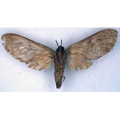 /filer/webapps/moths/media/images/F/ferrigera_Hippurarctia_HT_BMNH_02.jpg