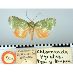 /filer/webapps/moths/media/images/P/pyrites_Chlorozada_HT_BMNH.jpg