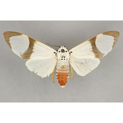 /filer/webapps/moths/media/images/M/magnifica_Amerila_AF_BMNH.jpg