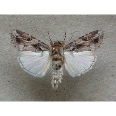 /filer/webapps/moths/media/images/E/exempta_Spodoptera_A_Butler.jpg