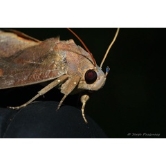 /filer/webapps/moths/media/images/P/phalonia_Eudocima_A_Pasquasy_02.jpg