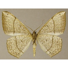 /filer/webapps/moths/media/images/B/biocellaria_Apatadelpha_AM_ZSMb.jpg