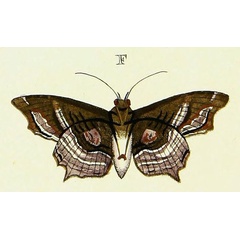 /filer/webapps/moths/media/images/A/alope_Lacera_Cramer3_286_F.jpg