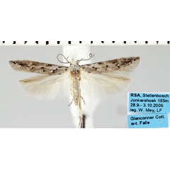 /filer/webapps/moths/media/images/A/anisogrisea_Neotelphusa_AM_ZMHB.jpg