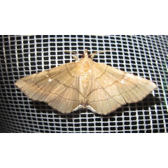 /filer/webapps/moths/media/images/N/nysa_Gracilodes_A_Bippus.jpg