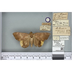 /filer/webapps/moths/media/images/O/orea_Achaea_LT_BMNHa.jpg