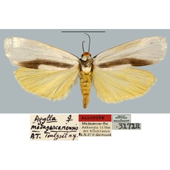/filer/webapps/moths/media/images/M/madagascariensis_Agylla_AT_MNHN.jpg