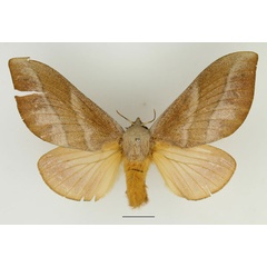 /filer/webapps/moths/media/images/S/sanricia_Pallastica_AF_Basquin_02.jpg
