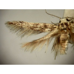 /filer/webapps/moths/media/images/A/aegotricha_Stathmopoda_HT2563_TMSA_02.jpg