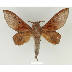/filer/webapps/moths/media/images/P/parinarii_Gastroplakaeis_AM_Basquin_02.jpg