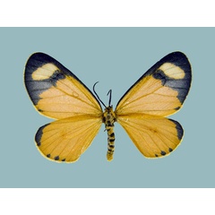 /filer/webapps/moths/media/images/T/tenuis_Zerenopsis_AF_Staude.jpg