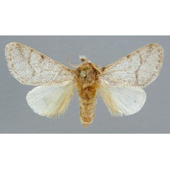 /filer/webapps/moths/media/images/P/pulverulenta_Epicerura_A_RMCA_01.jpg